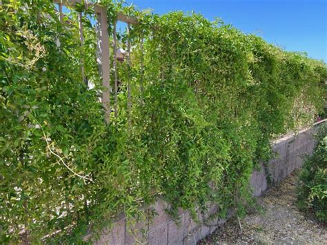 Cat’s Claw Vine | Elgin Nursery & Tree Farm: Phoenix, AZ