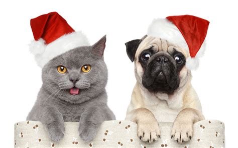 Cute Christmas Cats And Dogs Wallpapers - Wallpaper Cave