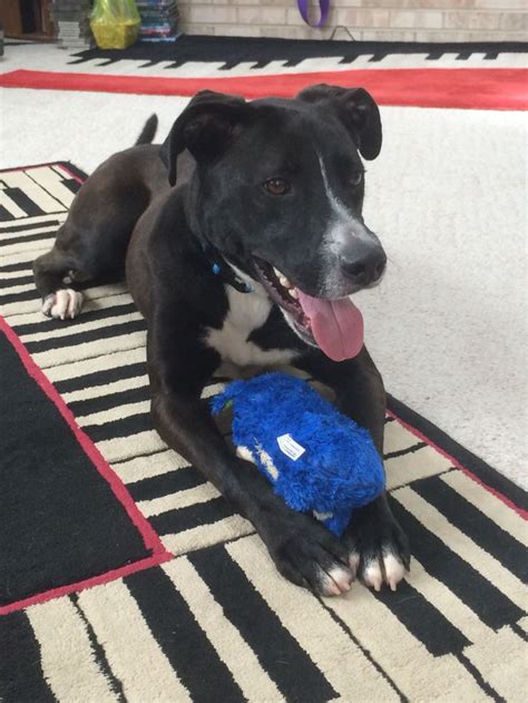 Thomas! American Staffordshire Terrier/Lab mix! | Cute animals, Terrier ...