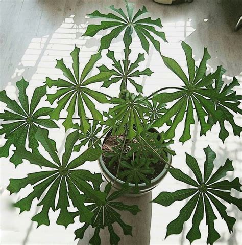 Hardy Tapioca ( Manihot grahamii) native to South America | House plants indoor, Indoor tree ...