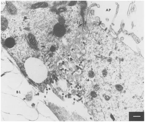 Electron micrographs of polarized RPE cells. (a, b) Thin sections of... | Download Scientific ...