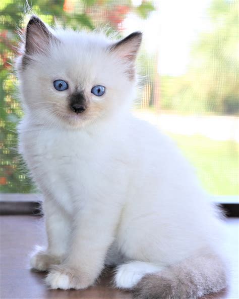 Ragdoll Cats For Sale | Orlando, FL #243600 | Petzlover