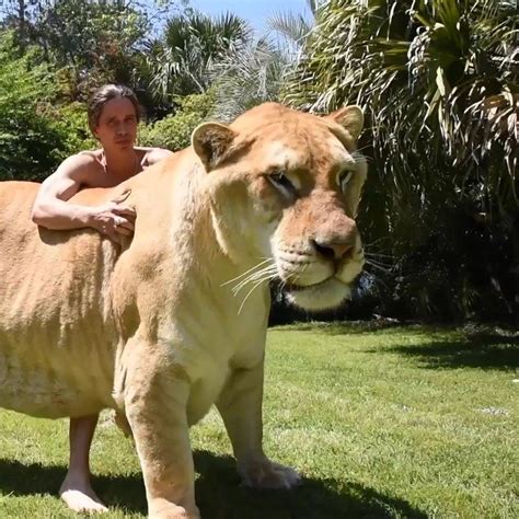 THE LIGER (ligersaurous😜) The worlds biggest cat. No photoshop no CGI ️ ...