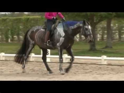 Dressage Movements Revealed DVD: Video Clip 1 - YouTube