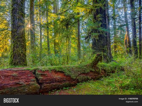 Hoh Rainforest View Image & Photo (Free Trial) | Bigstock