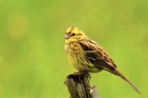 Yellowhammer - Birds World