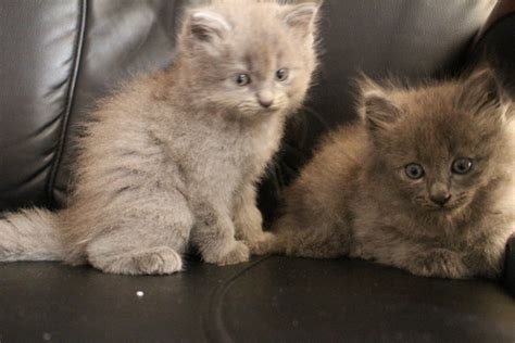 Himalayan + Nebelung Kittens Sold - 4 Years 9 Months, Nebelung Kitten from Puncak Alam, Selangor ...