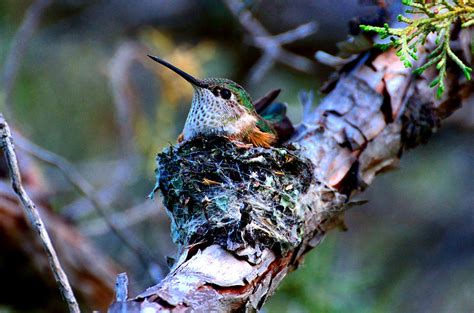 Nesting Hummingbird Photograph by Tranquil Light Photography | Fine Art America