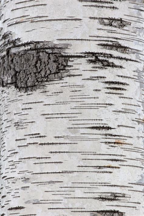 Free stock photo of birch tree texture, thanks to Free Nature Stock. | Birch tree art, Tree ...