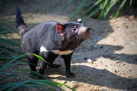 Tasmanian Devil Animal Facts | Sarcophilus harrisii - Wiki Point