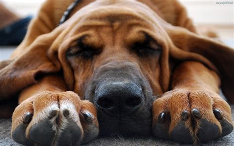 Cute Bloodhound wallpaper | 1920x1200 | #12394