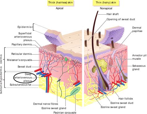 Cutaneous Circulation - Special Circulations - TeachMePhysiology