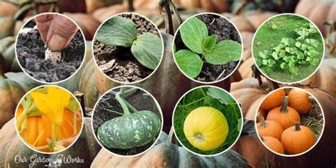 8 Pumpkin Growing Stages From Seed To Maturity