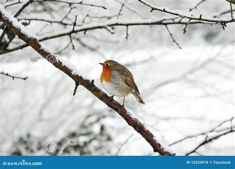 Robin Redbreast Royalty Free Stock Photos - Image: 12533918