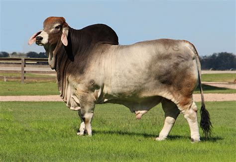 BRC's Noble Reigns as Supreme Sire of 2020 Houston Show - B.R. Cutrer, Inc.