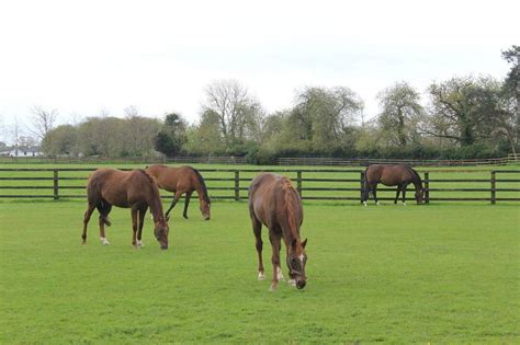 Irish National Stud | County kildare, Horses, National