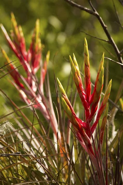 Flowers of the Cardinal Air Plant in Florida`s Everglades. Stock Photo ...