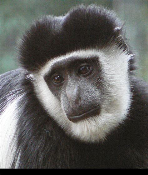 Colobus Monkey 2 Photograph by Margaret Saheed