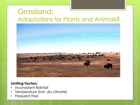 PPT - Biome Adaptations & Niches PowerPoint Presentation - ID:2655272