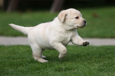 Best Dog Food For Labrador Puppies?