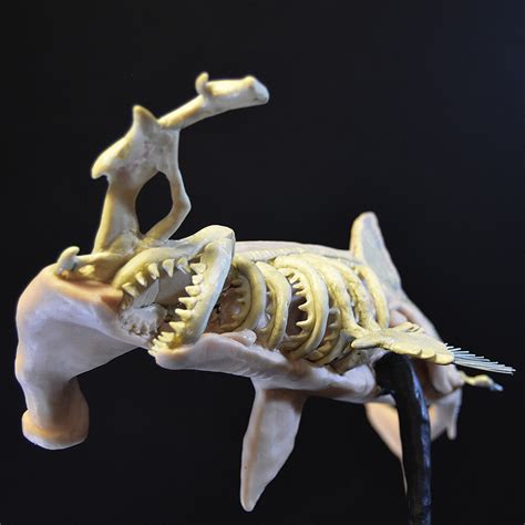 ArtStation - Anatomy: Hammerhead Shark