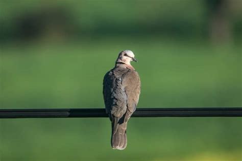 The Holy Spirit, Like A Dove | CALVARY BAPTIST CHURCH