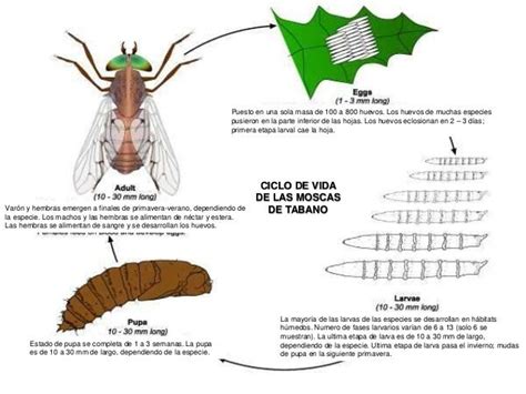 Mosca de tabano