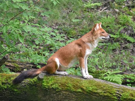 Cuon alpinus lepturus / Dhole in Minnesota Zoo