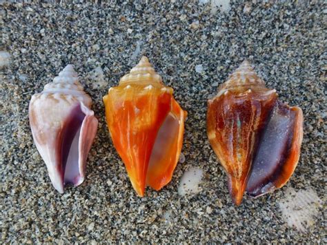 Florida Fighting Conch | Strombus alatus | I Love Shelling