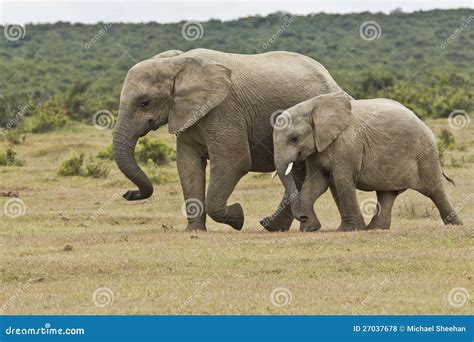 Elephant Mother And Calf Royalty Free Stock Photos - Image: 27037678