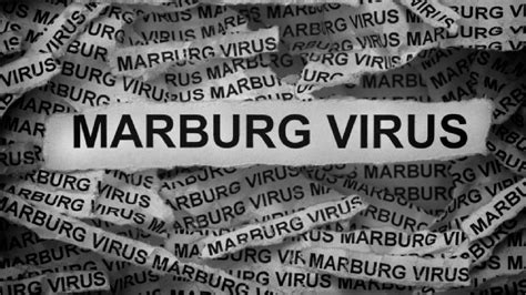 WHO confirms Marburg disease outbreak: Symptoms to know | HealthShots