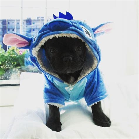 213 best Frenchie costumes images on Pinterest | French bulldogs ...