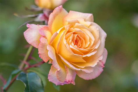 Rose Leaves: Benefits, Uses, And Care Tips - Your Ultimate Guide ...