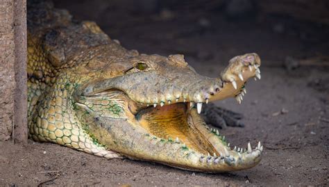 Orinoco Crocodile | Starmind Conservation