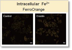 MDA(malondialdehyde) Assay Kit MDA Assay Kit DOJINDO