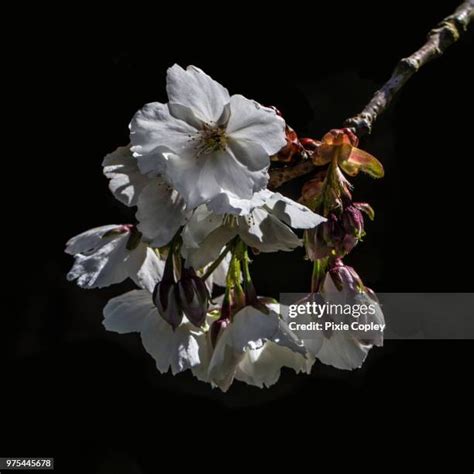 164 Black Cherry Tree Leaves Stock Photos, High-Res Pictures, and Images - Getty Images