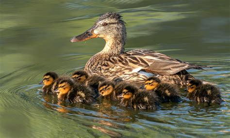 Breeding Duck Numbers Down, But Hopes Remain High - Realtree Camo