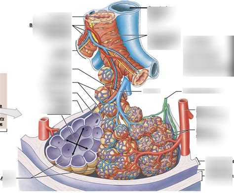 terminal bronchioles Diagram | Quizlet