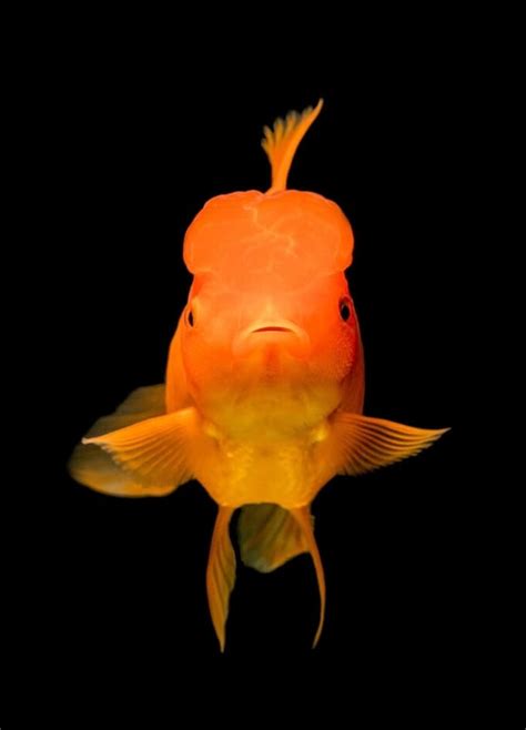 Oranda Goldfish 101: Care Tips, Size, Colors, Lifespan...