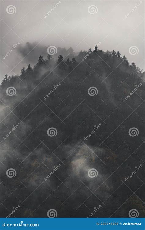 Mysterious Black Forest in the Mist Stock Photo - Image of forest, clouds: 233746338