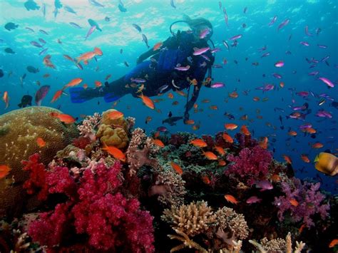 Scuba Diving And Snorkelling Spots In Fiji • Travel Tips