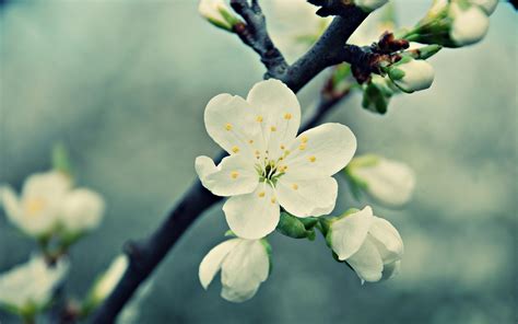 White cherry blooms wallpaper | 2560x1600 | #32482