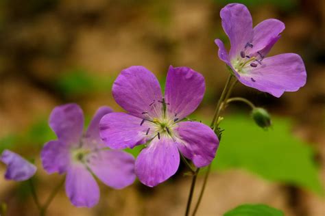 Springtime wildflowers in the Great Smoky Mountains of Gatlinburg ...