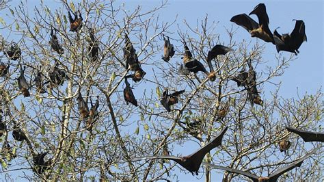 Incurable 'bat virus' Nipah sparks alert in India's Kerala state | World News | Sky News