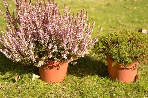 How And When To Prune Heather By Type | Horticulture.co.uk