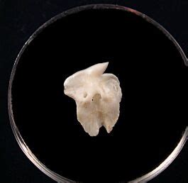 Greenland shark tooth for sale | Buried Treasure Fossils