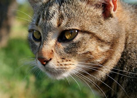 Feline Immunodeficiency Virus (FIV) | The Paw Blog