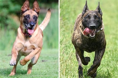 Dutch Shepherd vs Belgian Malinois: What is The Difference? - Allgshepherds