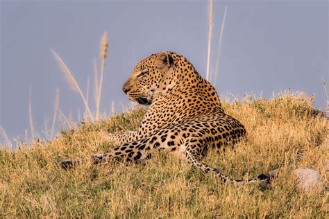 Botswana wildlife - LOUIS MONTROSE PHOTOGRAPHY