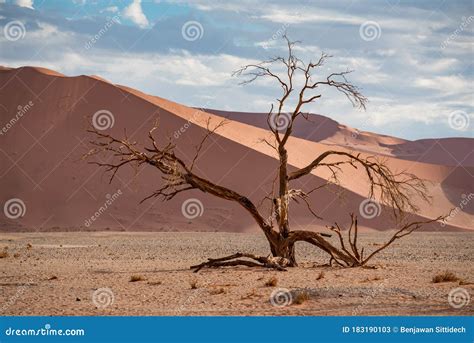 Dead Camelthorn Tree Against Sand Dunes in Namibia Stock Image - Image of dramatic, land: 183190103